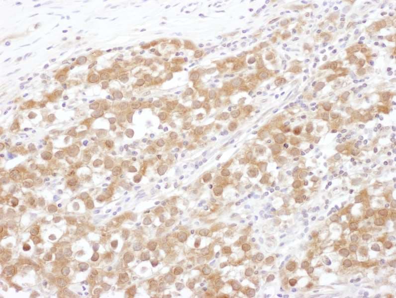 NUDC Antibody (aa281-331)