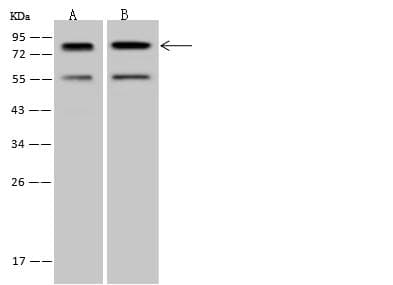 PCIF1 Antibody