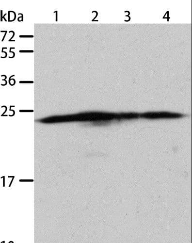 BAK1 / BAK Antibody