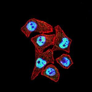 CTNNBL1 / NAP Antibody (clone 3C7F9)