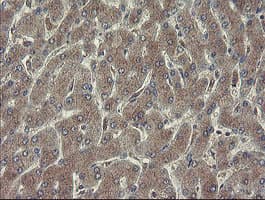 RPN1 / Ribophorin I Antibody (clone OTI5B1, Carrier-free)