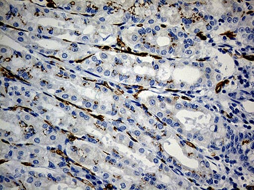 Monoclonal Mouse anti-Human CD34 Antibody (clone OTI8F11, aa312-385, IHC, WB)