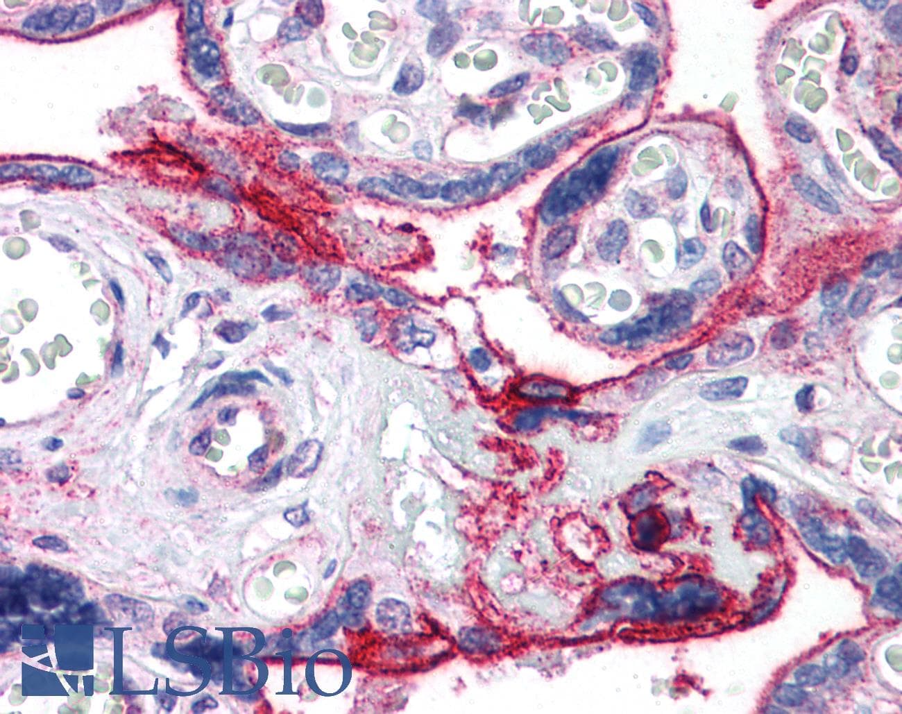 IHC-plus™ ITGB1 / Integrin Beta 1 / CD29 Antibody (clone 4B7R, FITC)