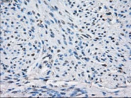 PPP5C Antibody (clone OTI2G2)