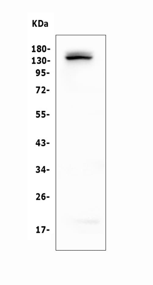 LATS1 Antibody