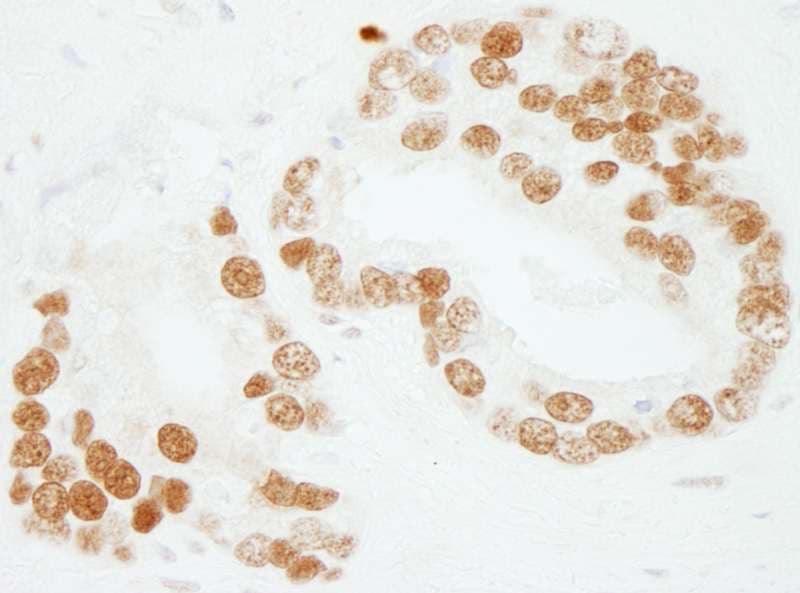 SUB1 Antibody (aa25-75)