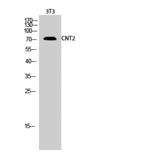 SLC28A2 Antibody (340-420 aa, Internal)