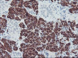 CPA2 Antibody (clone OTI1D8)