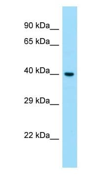 Polyclonal Rabbit anti-Human S1PR1 / EDG1 / S1P1 Antibody (aa226-275, WB)