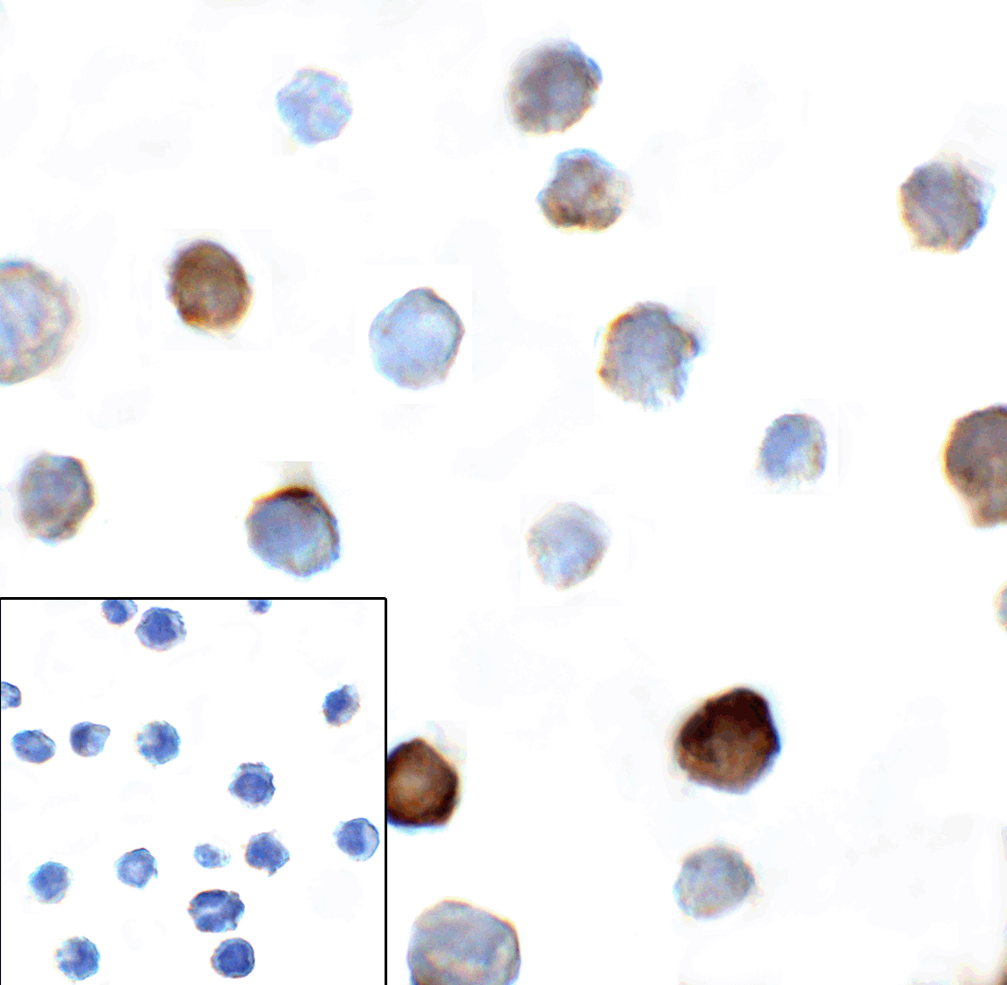 TIGIT Antibody (clone 4A11)