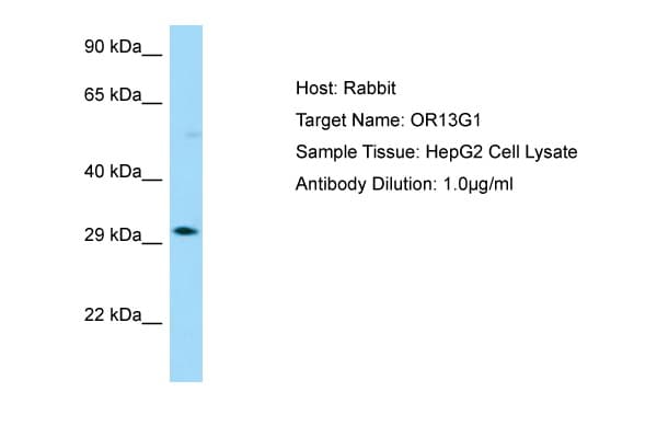 OR13G1 Antibody (aa236-285)