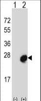 MID1IP1 Antibody (aa24-51)