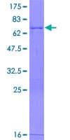 Human CRACR2B / EFCAB4A Protein (Recombinant GST)