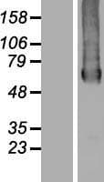 GTPBP2 Protein (Over-Expression Lysate Myc-DDK (Flag))
