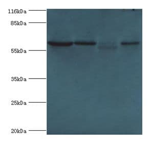 POLR3C Antibody (aa1-534)
