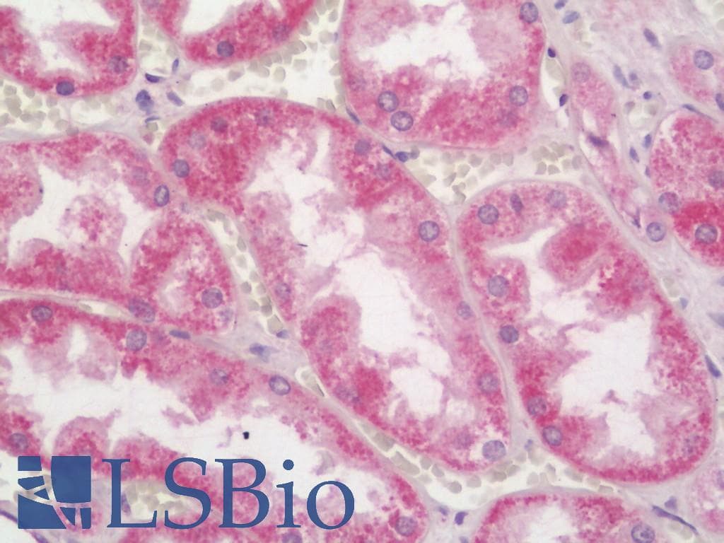 IHC-plus™ TLR9 Antibody