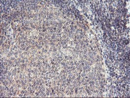 RFXANK Antibody (clone OTI3E7, Carrier-free)