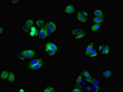 ZBTB8OS Antibody