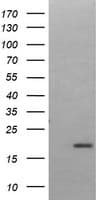 LMO2 Antibody (clone OTI2D7)