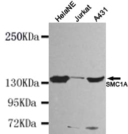 SMC1A / SMC1 Antibody
