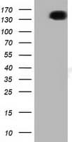 L1CAM Antibody (clone OTI2G9)