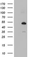 NUCB1 / Nucleobindin Antibody (clone OTI1G3)