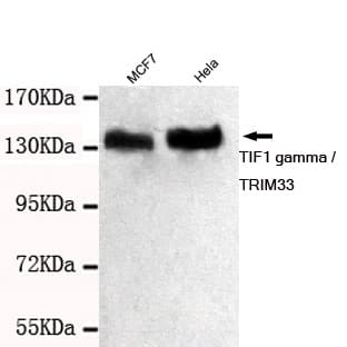 TRIM33 / TIF1-Gamma Antibody