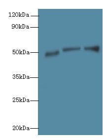 SIGLEC6 Antibody