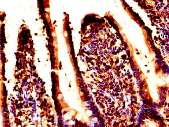 H2AFZ / H2A.z Antibody