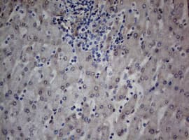 TIA-1 Antibody (clone OTI1D7)