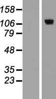 E2F8 Protein (Over-Expression Lysate Myc-DDK (Flag))