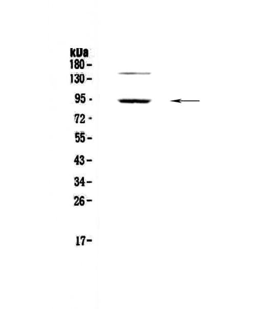 PDE4D Antibody