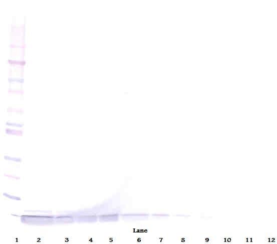 IHC-plus™ DEFA1 / Defensin Alpha 1 Antibody