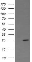 FATE1 Antibody (clone OTI6F10)