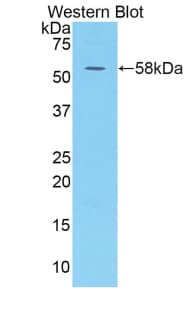 KIR3DL1 Antibody (aa164-437, Biotin)