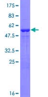 Human PSMA6 Protein (Recombinant GST)