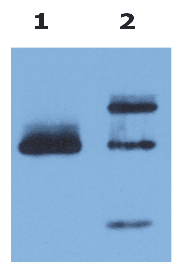 HLA-G Antibody (clone MEM-G/9)