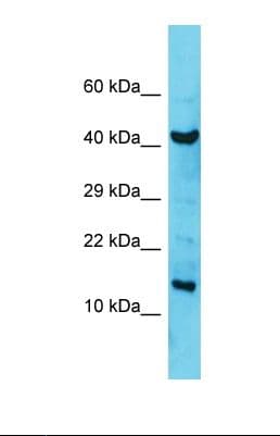 Polyclonal Rabbit anti-Human C1orf31 Antibody (aa69-118, WB)