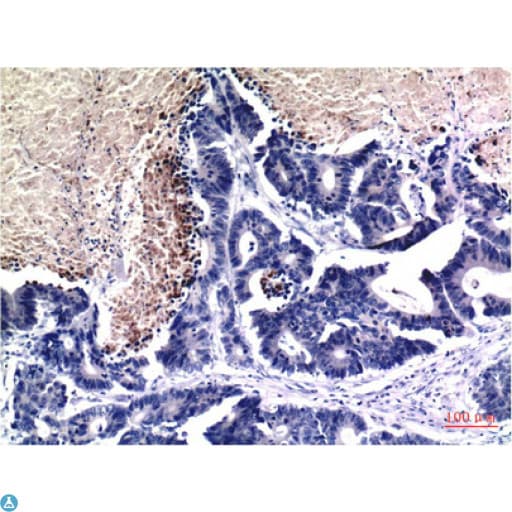 Monoclonal Mouse anti-Human Histone H3 Antibody (IHC)