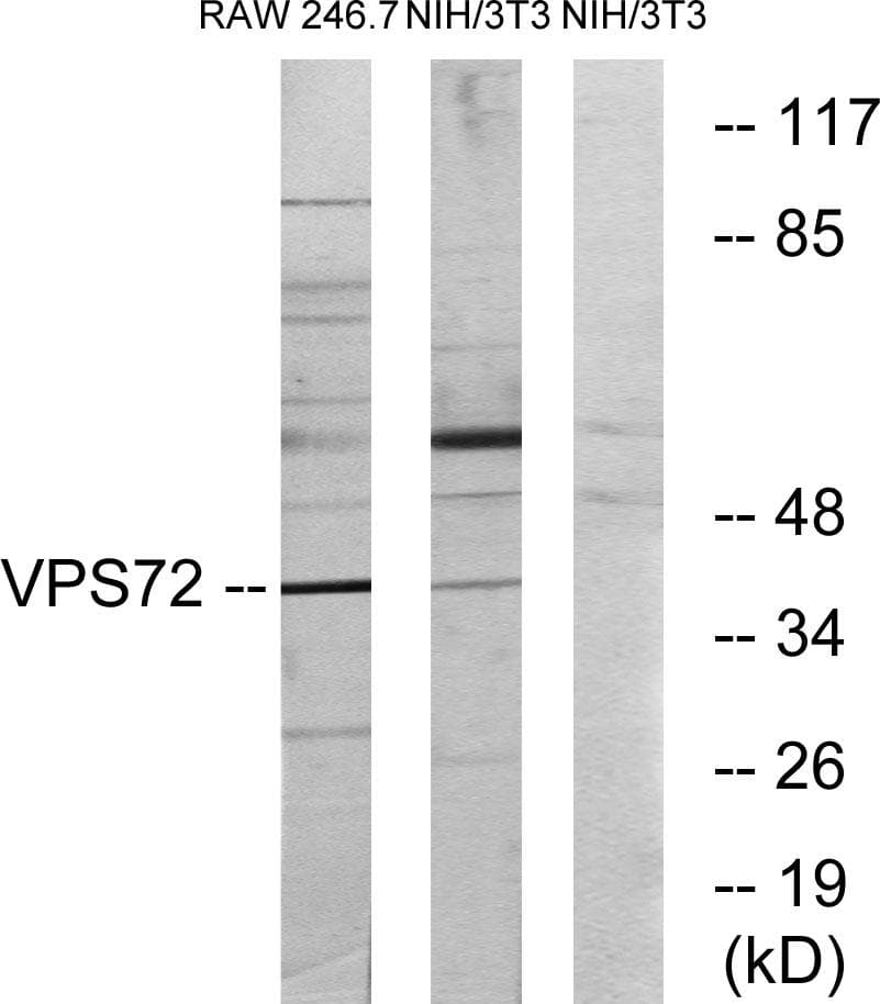 VPS72 Antibody