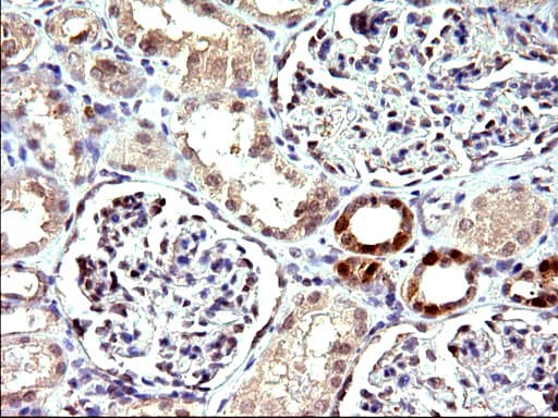 EMC8 / COX4NB Antibody (clone OTI1D6)