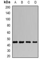 DAP3 Antibody