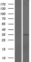 CCDC42B Protein (Over-Expression Lysate Myc-DDK (Flag))