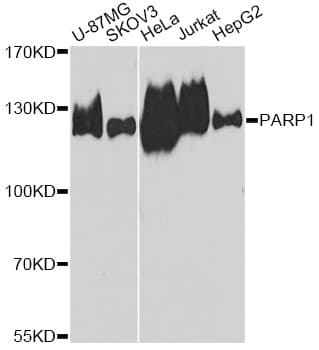 PARP1 Antibody