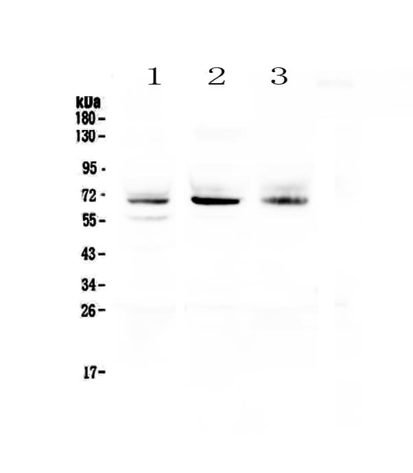 BEST1 / BEST / Bestrophin Antibody