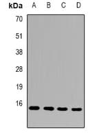 FAM96B Antibody