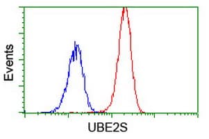 UBE2S / E2 EPF Antibody (clone OTI1B5)
