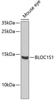 BLOC1S1 Antibody