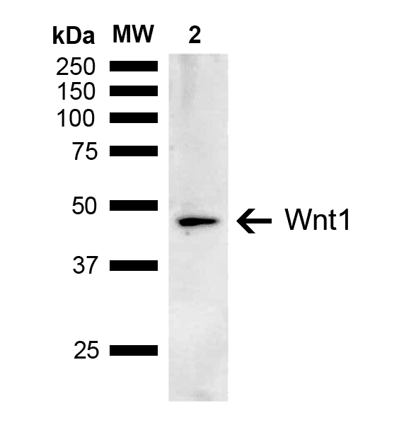 WNT1 Antibody (Biotin)