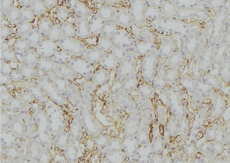 SERP1 Antibody